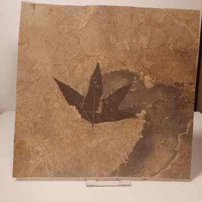 Sycamore leaf