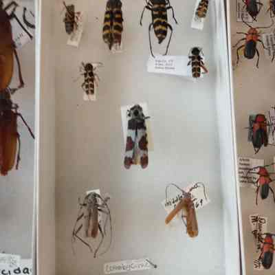 Beetles
