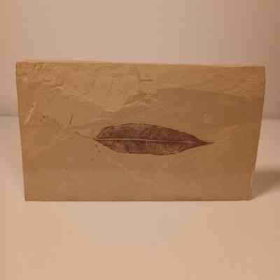 Unknown species (leaf)