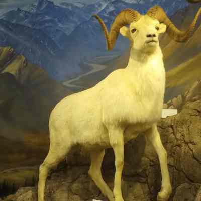 Dall sheep Ovis dalli