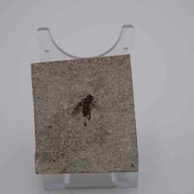 Winged Insect Fossil