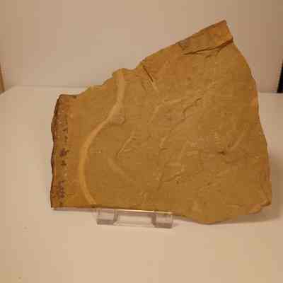 Invertebrate burrow trails
