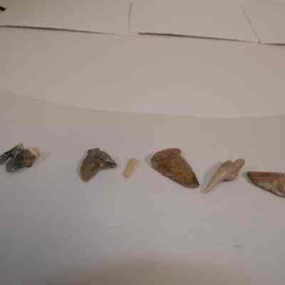 Fossilized teeth