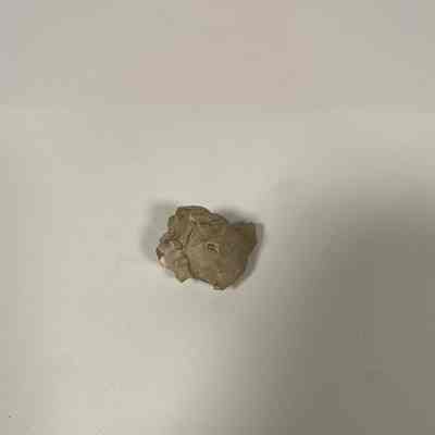 Gastropoda (snail) Shell