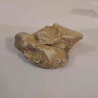 Bivalve Fossil