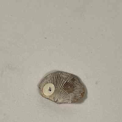 Plaesiomys subquadrata