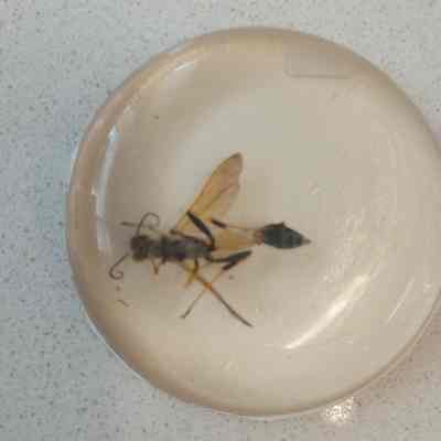 Mud Dauber wasp