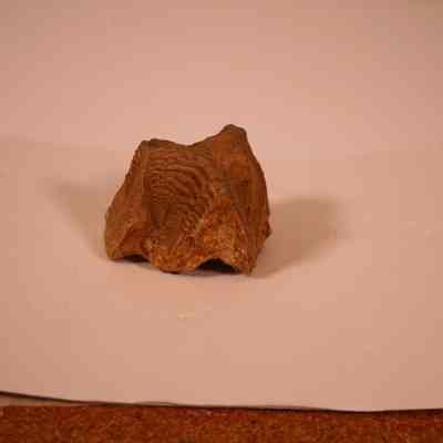 Impression fossil