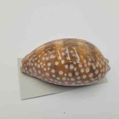 Zebra Cowrie