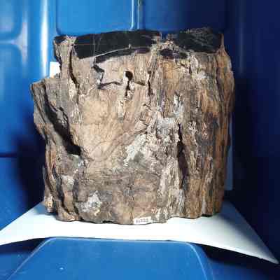 Petrified wood