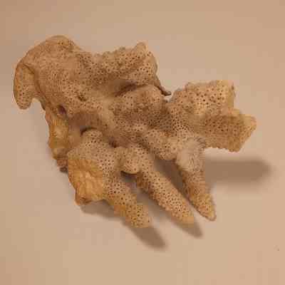 Coral