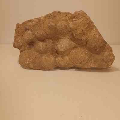 Dendraster gibbsi
