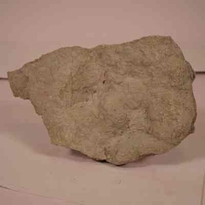 Cast fossil