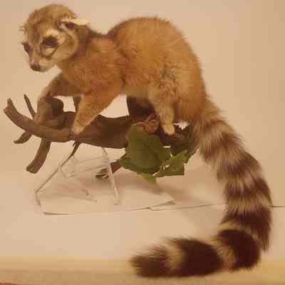 Ringtail Bassariscus astutus