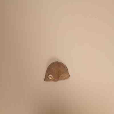 Rafinesquina alternata (lophophorate Brachiopod)
