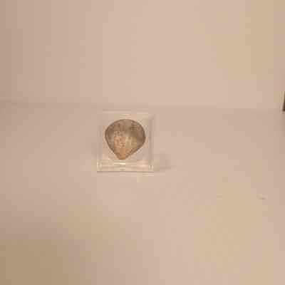 Athryris spiferoides (Brachiopod)