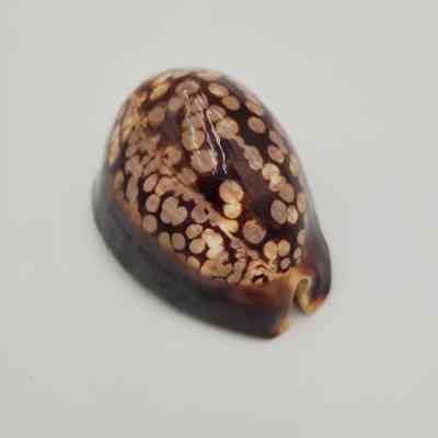 Humpback Cowrie