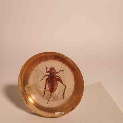 Jerusalem Cricket