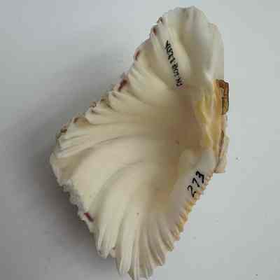 Unknown shell