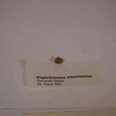 Rhynchotrema minnesotense fossil