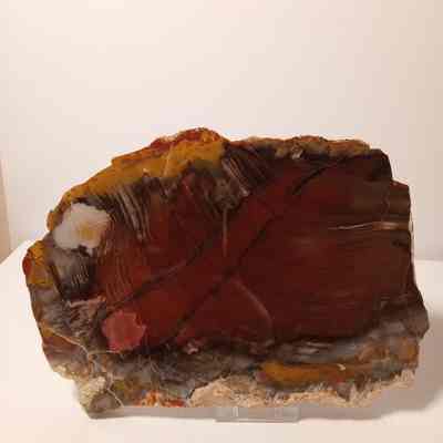 Petrified wood