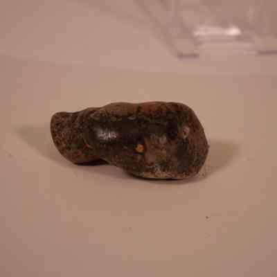 Fossil Coprilite?