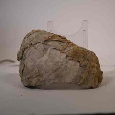 Bivalve fossil