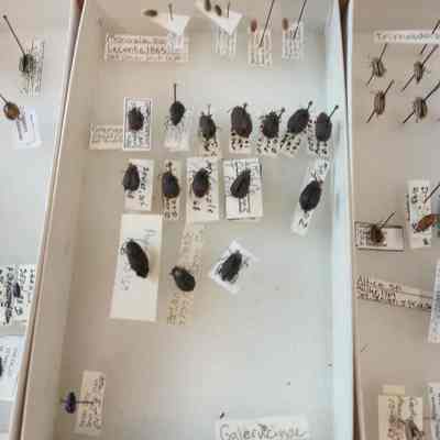 Beetles