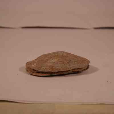 Shell fossil