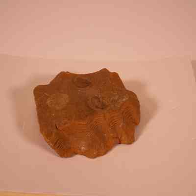 Trilobite Impression fossil