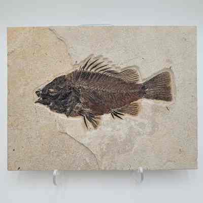 Fish Fossil