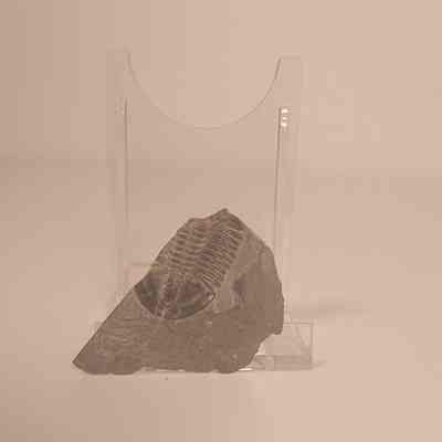 Asaphiciscus wheeleri (trilobite)