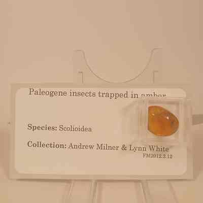 Paleogene insects trapped in amber; Species Scolioidea