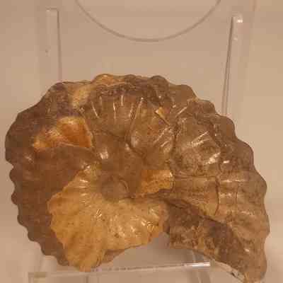 Metiococeras geslinalium