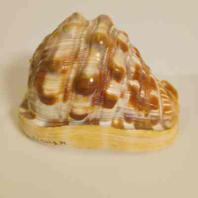 Conch shell
