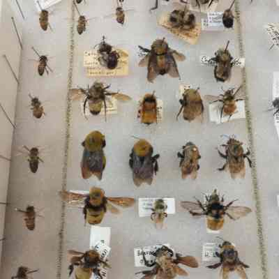 Bumblebees