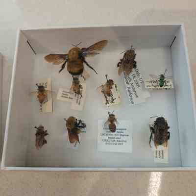 Bees