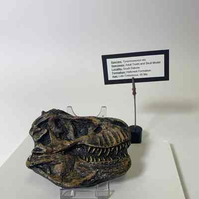 Tyrannosaurus Rex Adult Tooth and Skull Model