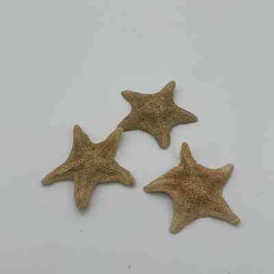 Starfish