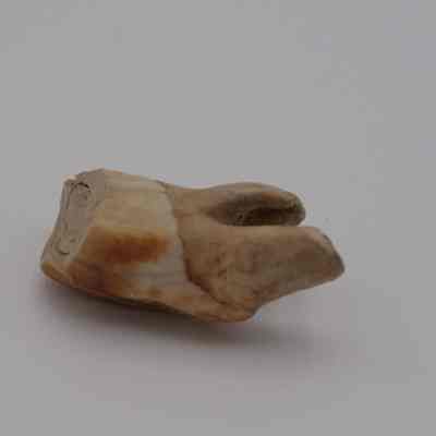 Tooth (Unknown)