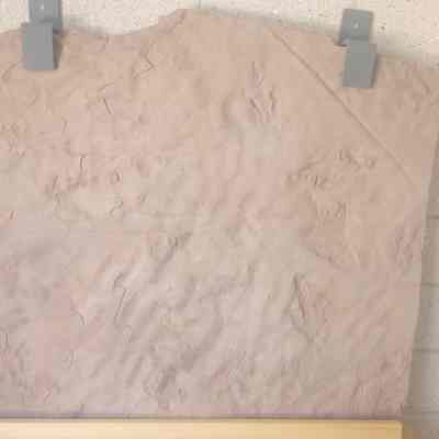 Dinosaur track