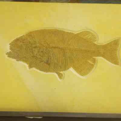 Diplomystus dentatus
