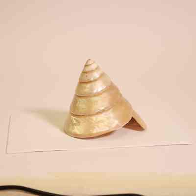 cone shell