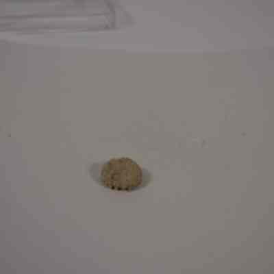 Echinoderm Fossil