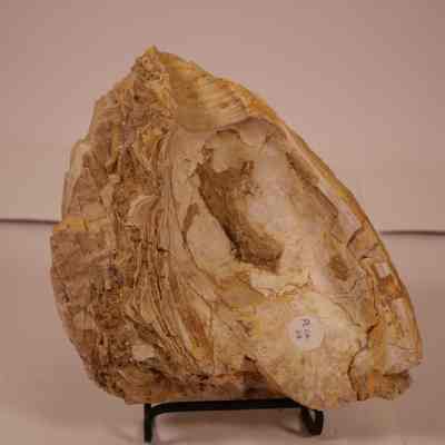 Shell fossil