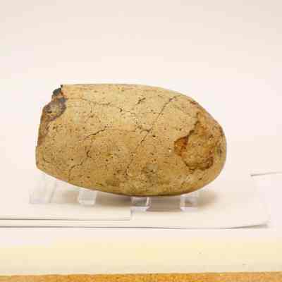 Dinosaur Egg