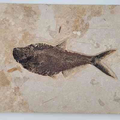 Fish Fossil