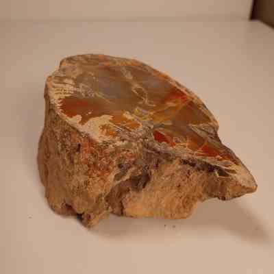 Petrified wood