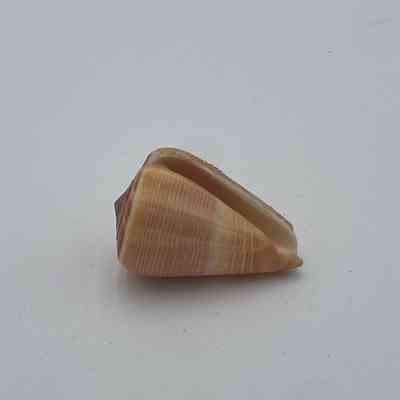 Oak cone