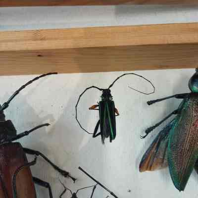 Beetle